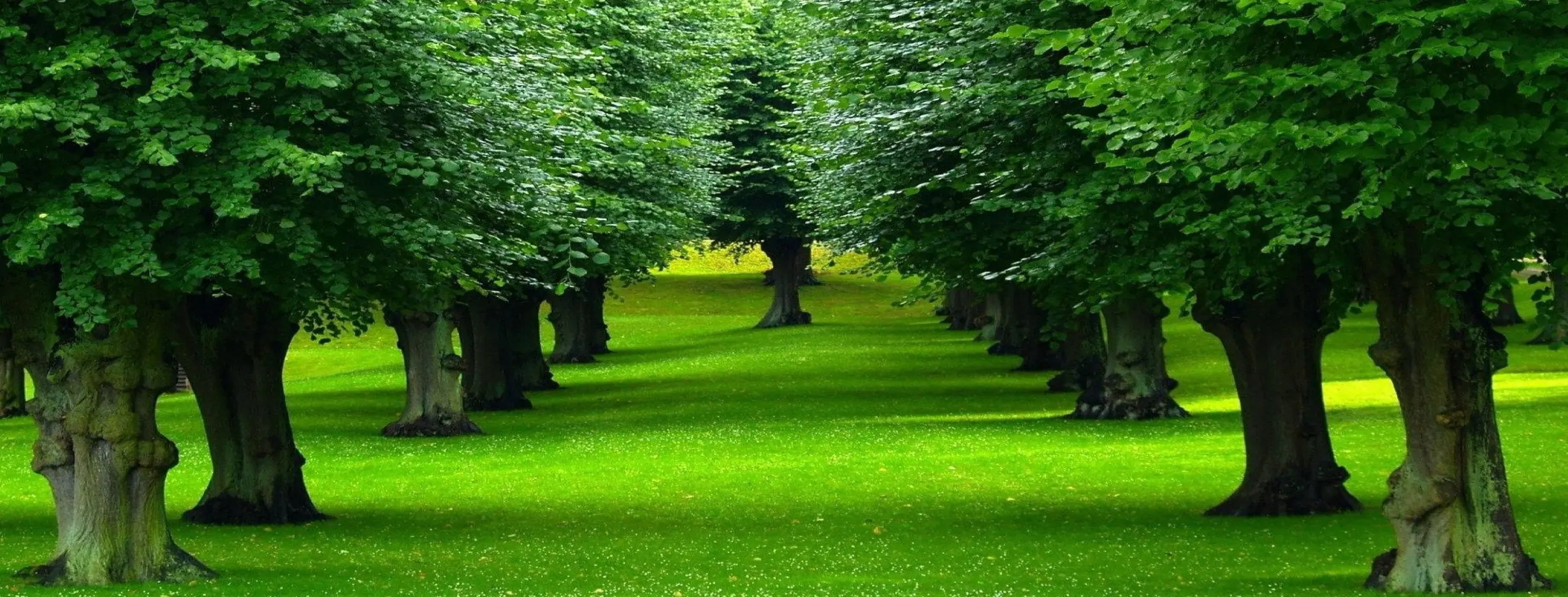 Image for Enchanting Natural Beauty